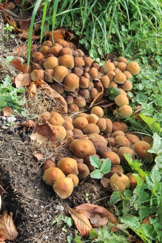 Забалуйки грибы (43 фото)
