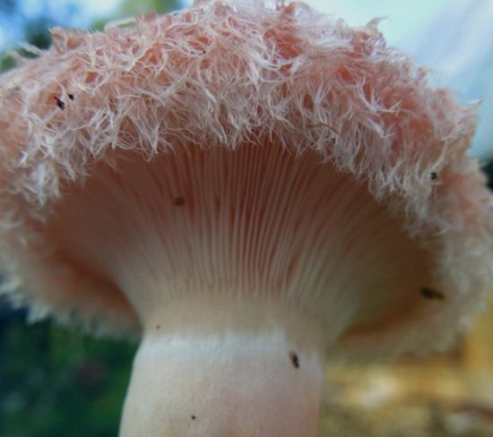 Пушистый гриб (42 фото)