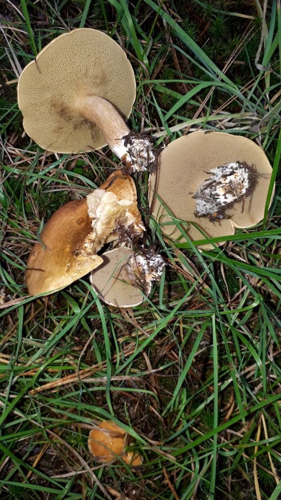 Перечный гриб и козляк (53 фото)