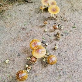 Золотой гриб (49 фото)