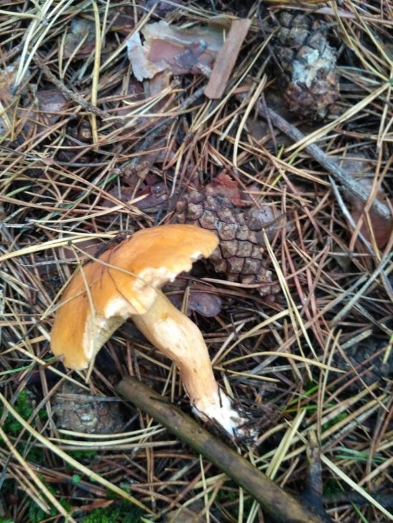 Сухой масленок гриб (52 фото)