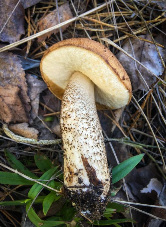 Подберезовик трубчатый гриб (51 фото)