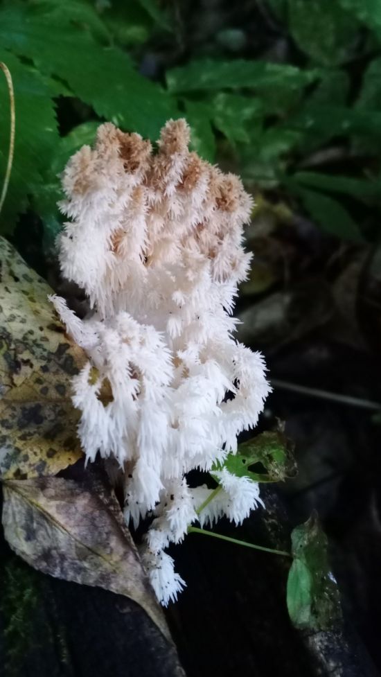 Ежовик рыжеющий гриб (53 фото)