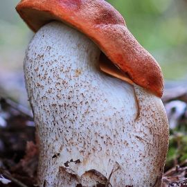 Виттадини грибы (51 фото)
