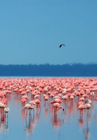 Озеро богория кения (53 фото)