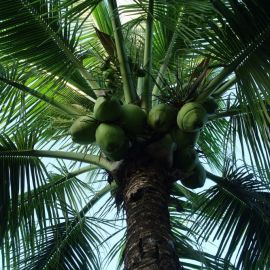 Мадагаскарская пальма (63 фото)