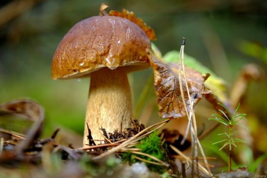 Белый гриб осенью (50 фото)