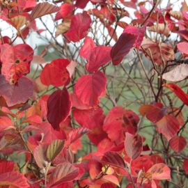 Куст с красными листьями осенью (40 фото)