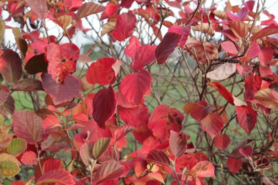 Куст с красными листьями осенью (40 фото)
