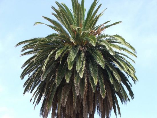 Старая пальма (42 фото)