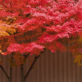 Дерево с красными листьями осенью (33 фото)