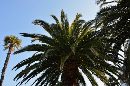 Пальмы в субтропиках (48 фото)