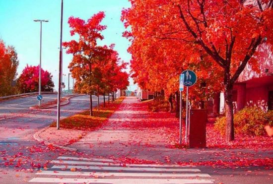 Красная осень давид самойлов (50 фото)