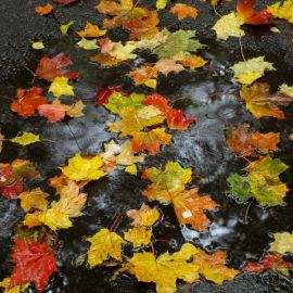Кленовый лист дождь (48 фото)