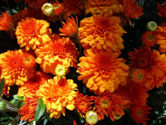 Хризантема золотая осень (53 фото)
