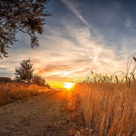 Пшеничное поле осенью (49 фото)