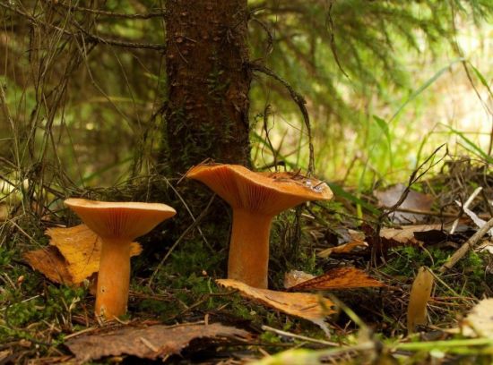 Оранжевые грибы осенью (45 фото)