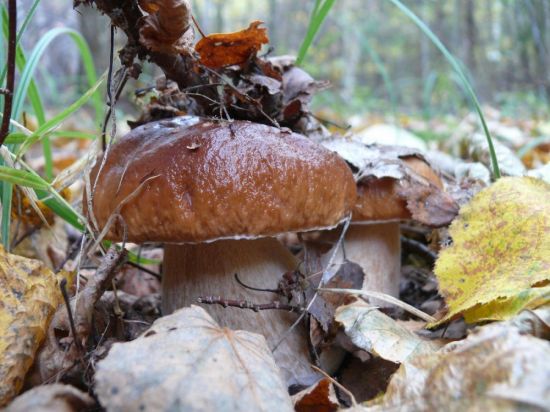 Осенний гриб боровик (51 фото)