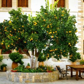 Апельсиновый сад в риме (47 фото)