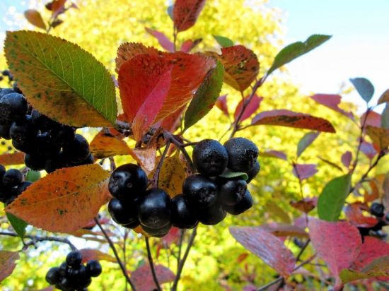 Арония черноплодная осенью (49 фото)