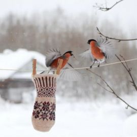 Птички на снегу (68 фото)