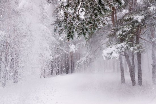 Шум снега (57 фото)