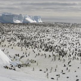 Антарктида без снега (47 фото)