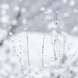 Комочек снега (47 фото)