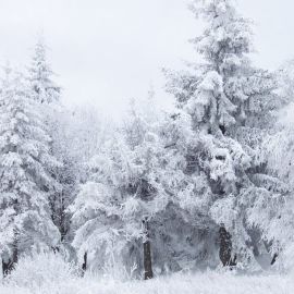 Снежная белизна (39 фото)