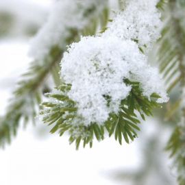 Снежные лапы елей (48 фото)