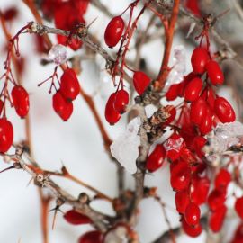 Кустарник с красными ягодами зимой (39 фото)