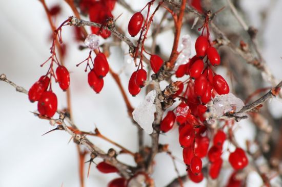 Кустарник с красными ягодами зимой (39 фото)