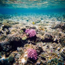Окаймляющие рифы (50 фото)