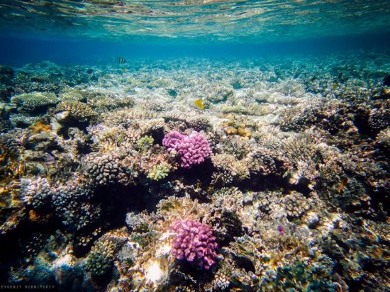 Окаймляющие рифы (50 фото)