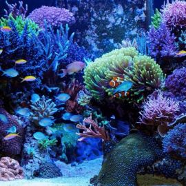Великий коралловый риф (54 фото)