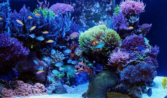 Великий коралловый риф (54 фото)