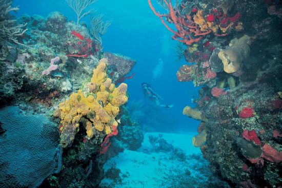 Коралловые рифы кубы (46 фото)