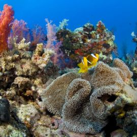 Сообщество кораллового рифа (47 фото)