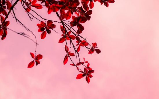 Дерево с красными цветами (46 фото)