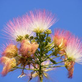 Дерево с пушистыми цветами (50 фото)