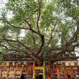 Ашваттха дерево (52 фото)