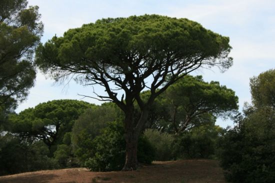 Пинус дерево (48 фото)