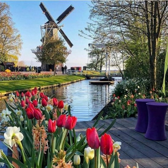 Парк тюльпанов в голландии кекенхоф (39 фото)