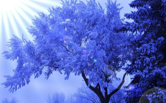 Дерево с синими листьями (53 фото)