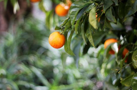 Листья апельсинового дерева (32 фото)