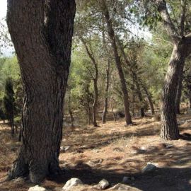 Лес в израиле (41 фото)