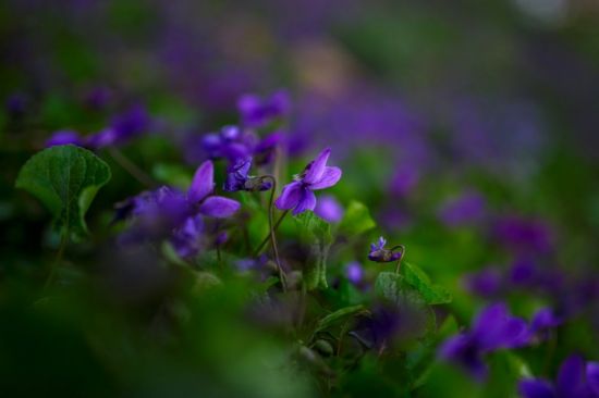 Фиолетовые весенние лесные цветы (46 фото)