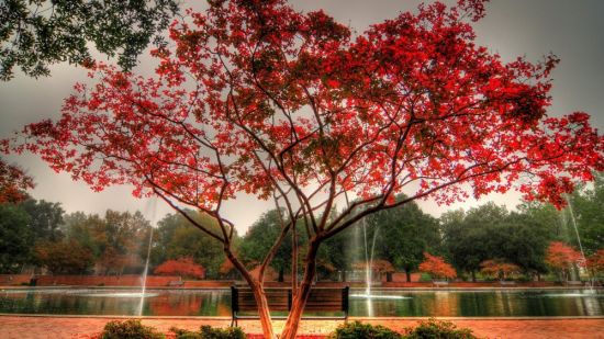 Красное дерево в китае (50 фото)