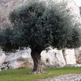 Оливковое дерево израиль (23 фото)