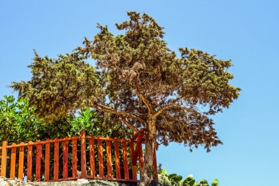 Тутовое дерево на кипре (42 фото)